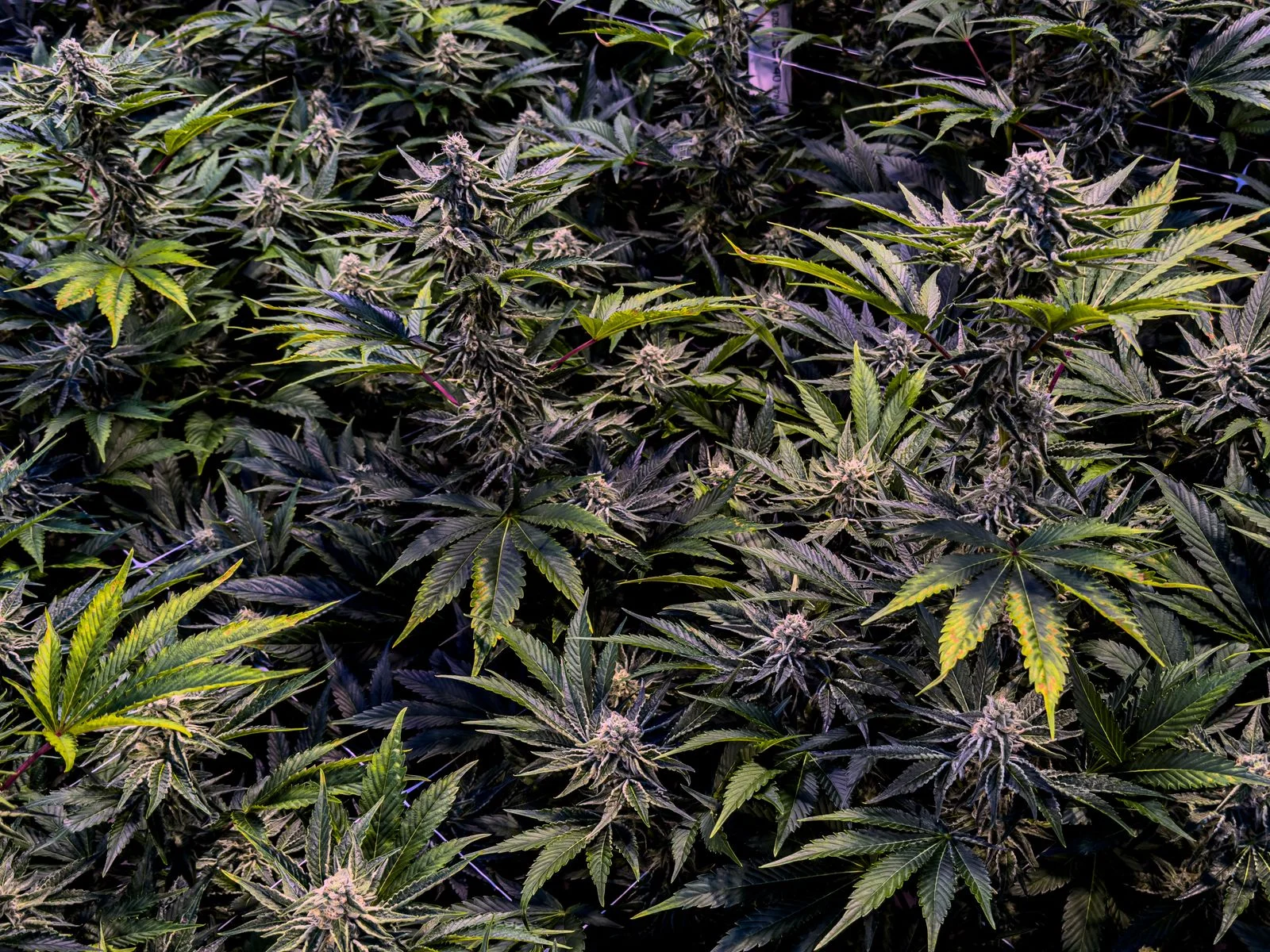 Cronos CEO Says 54 Percent Gross Margin May Be a High Point, but Production Efficiencies Are Here to Stay